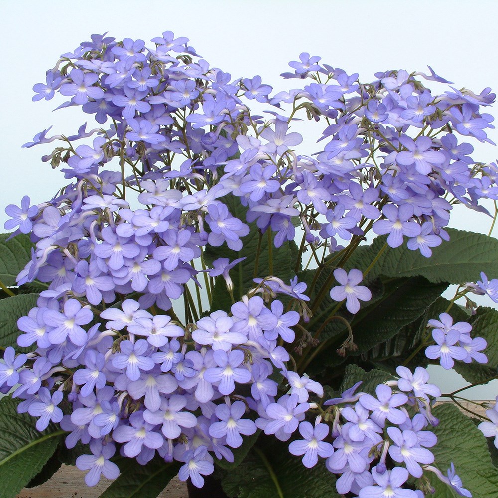 Streptocarpus Falling Stars | Cape Primrose