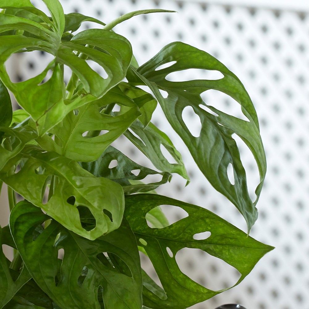 Monstera Adansonii Monkey Mask | Mini Swiss Cheese Plant