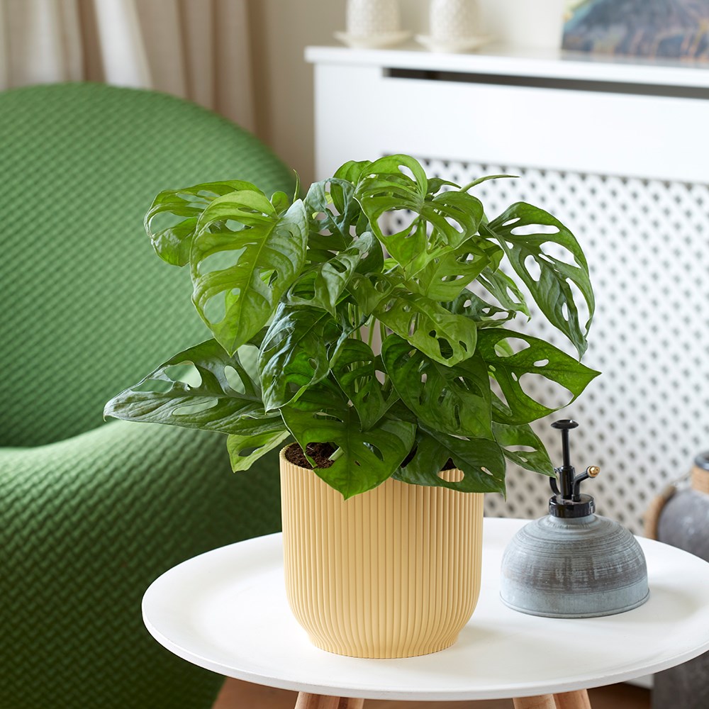 Monstera Adansonii Monkey Mask | Mini Swiss Cheese Plant