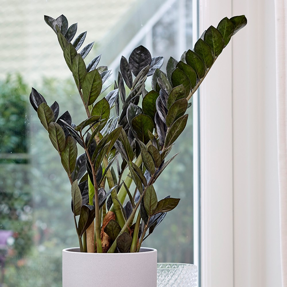 Zamioculcas Zamiifolia Raven | Black Fern Arum