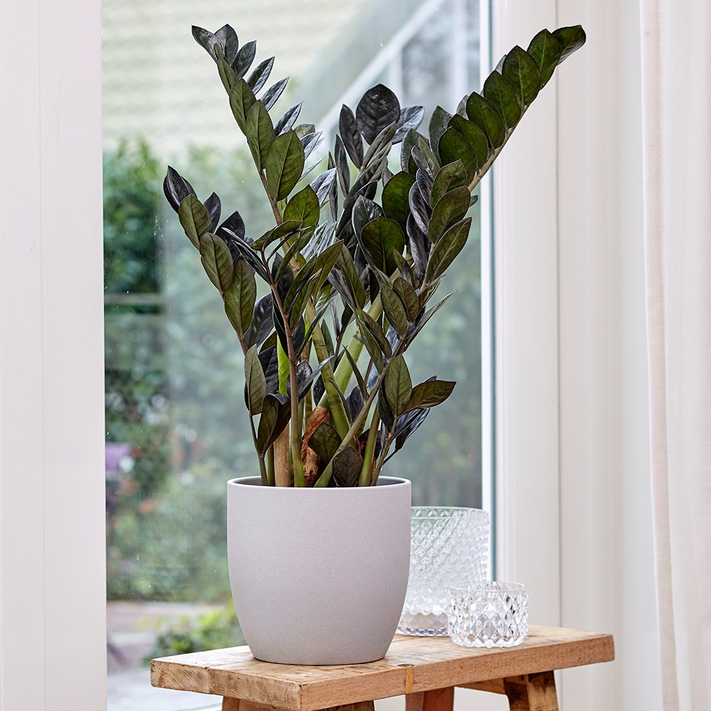 Zamioculcas Zamiifolia Raven | Black Fern Arum