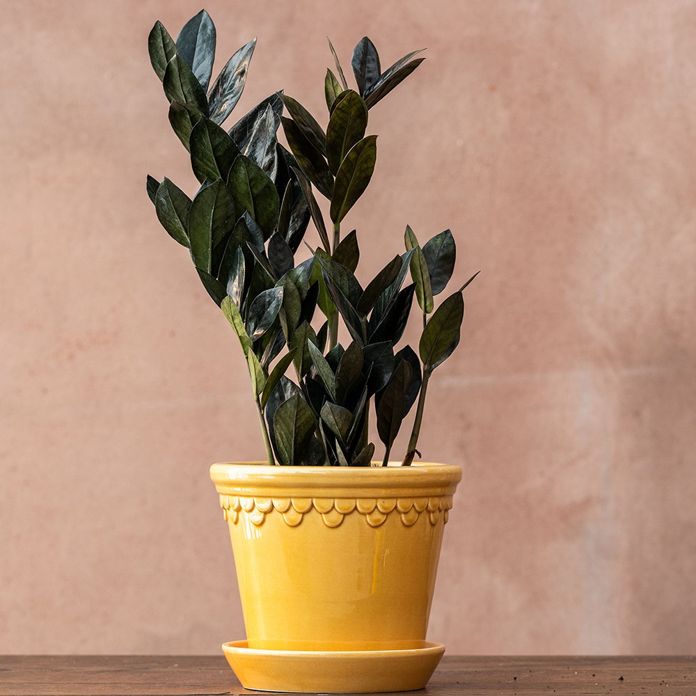 Zamioculcas Zamiifolia Raven | Black Fern Arum