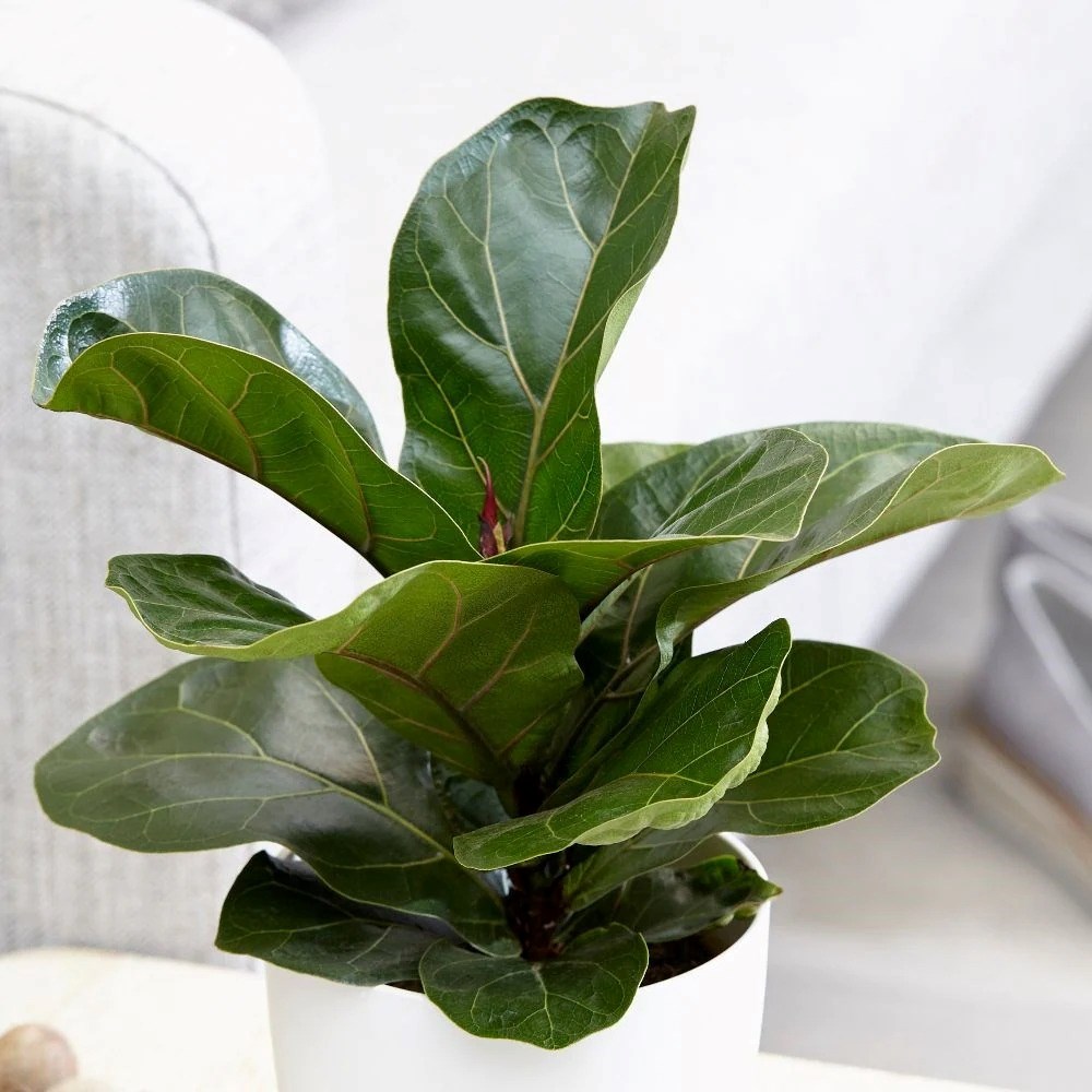 Ficus Lyrata Bambino | Fiddle Leaf Fig