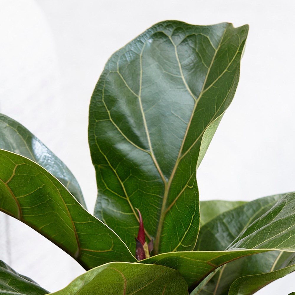 Ficus Lyrata Bambino | Fiddle Leaf Fig