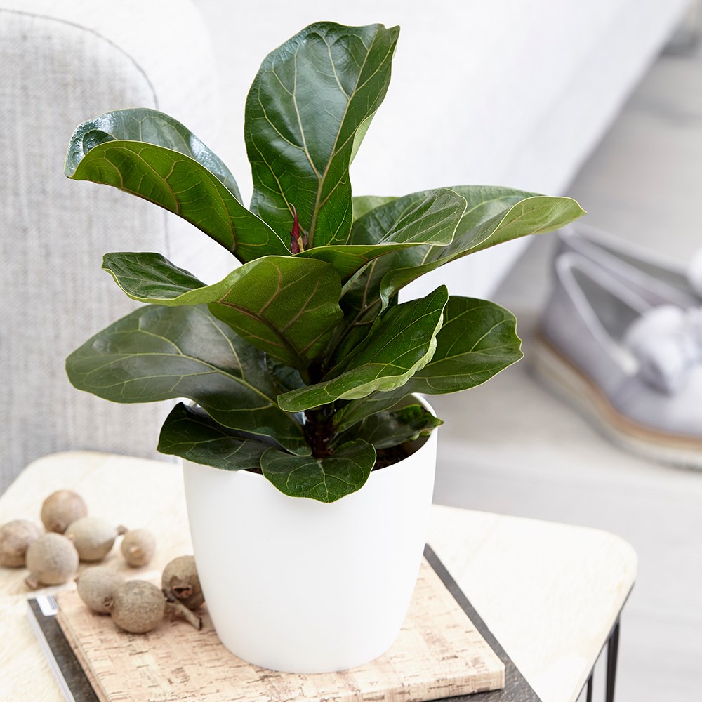 Ficus Lyrata Bambino | Fiddle Leaf Fig