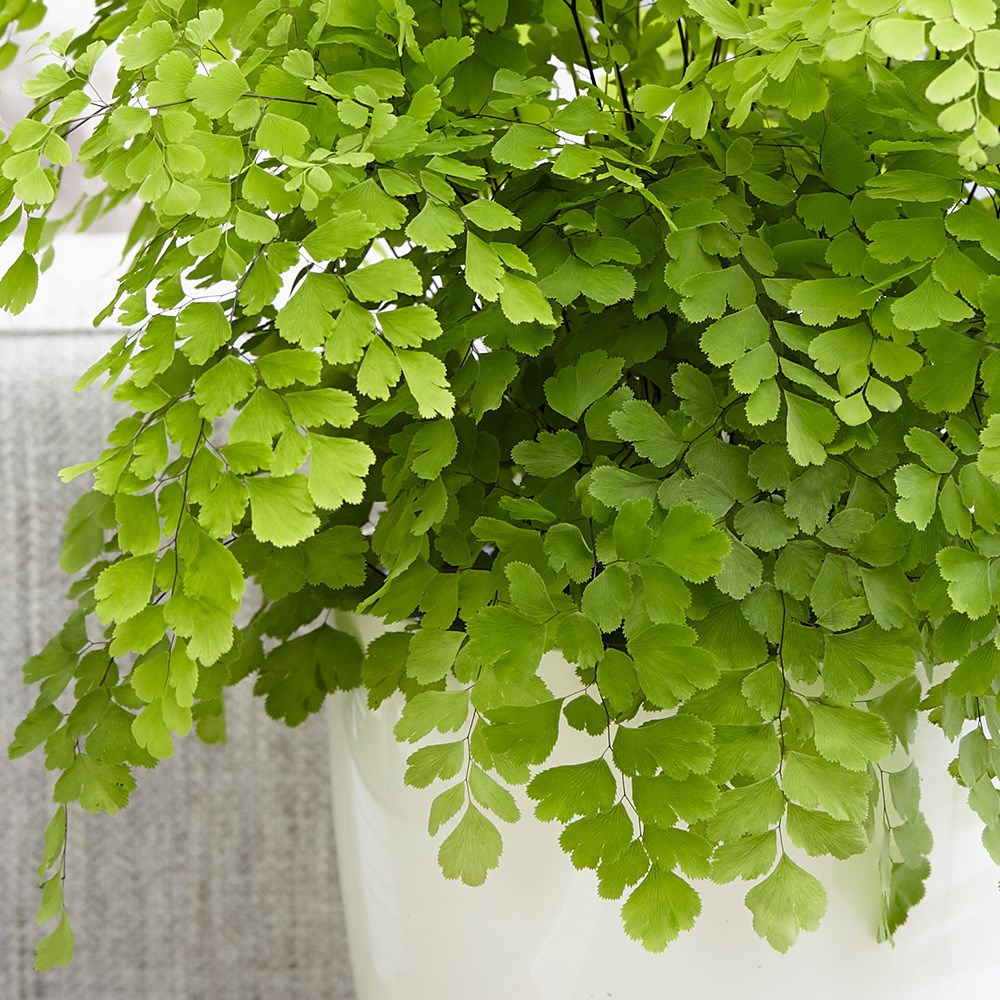 Adiantum Raddianum Fragrantissimum | Maidenhair Fern Fragrans