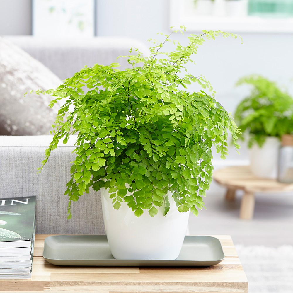 Adiantum Raddianum Fragrantissimum | Maidenhair Fern Fragrans