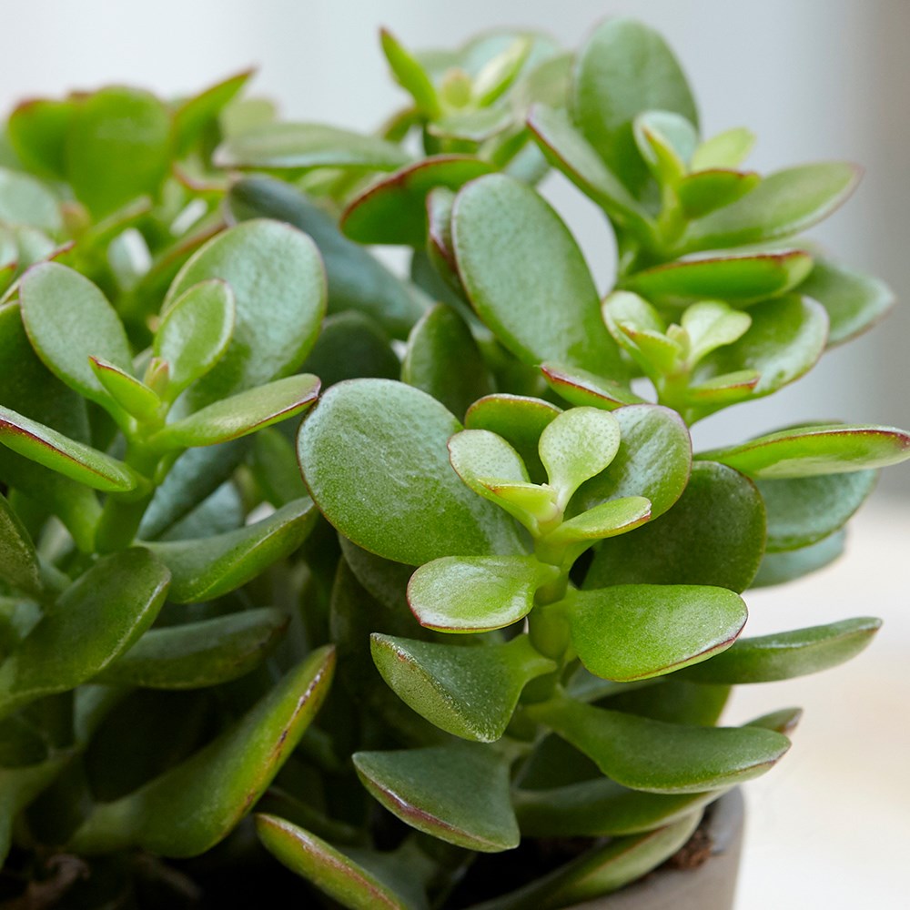 Crassula Ovata | Friendship Tree Or Money Tree Or Jade Tree
