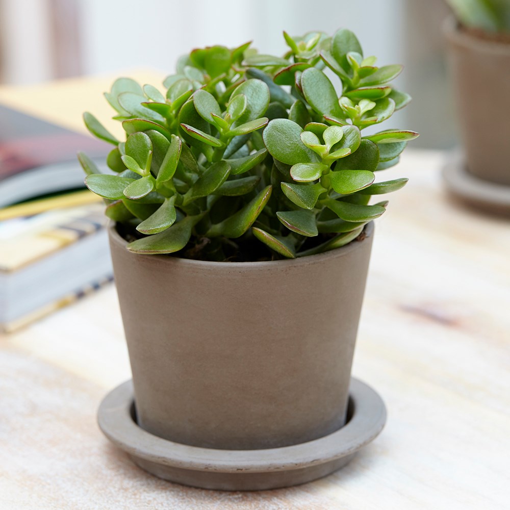 Crassula Ovata | Friendship Tree Or Money Tree Or Jade Tree