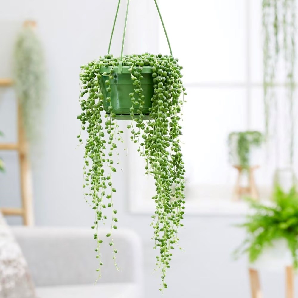 Curio Rowleyanus | String Of Beads