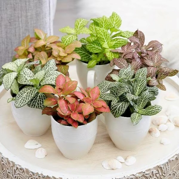 Fittonia Mix | Snakeskin Starter Plants