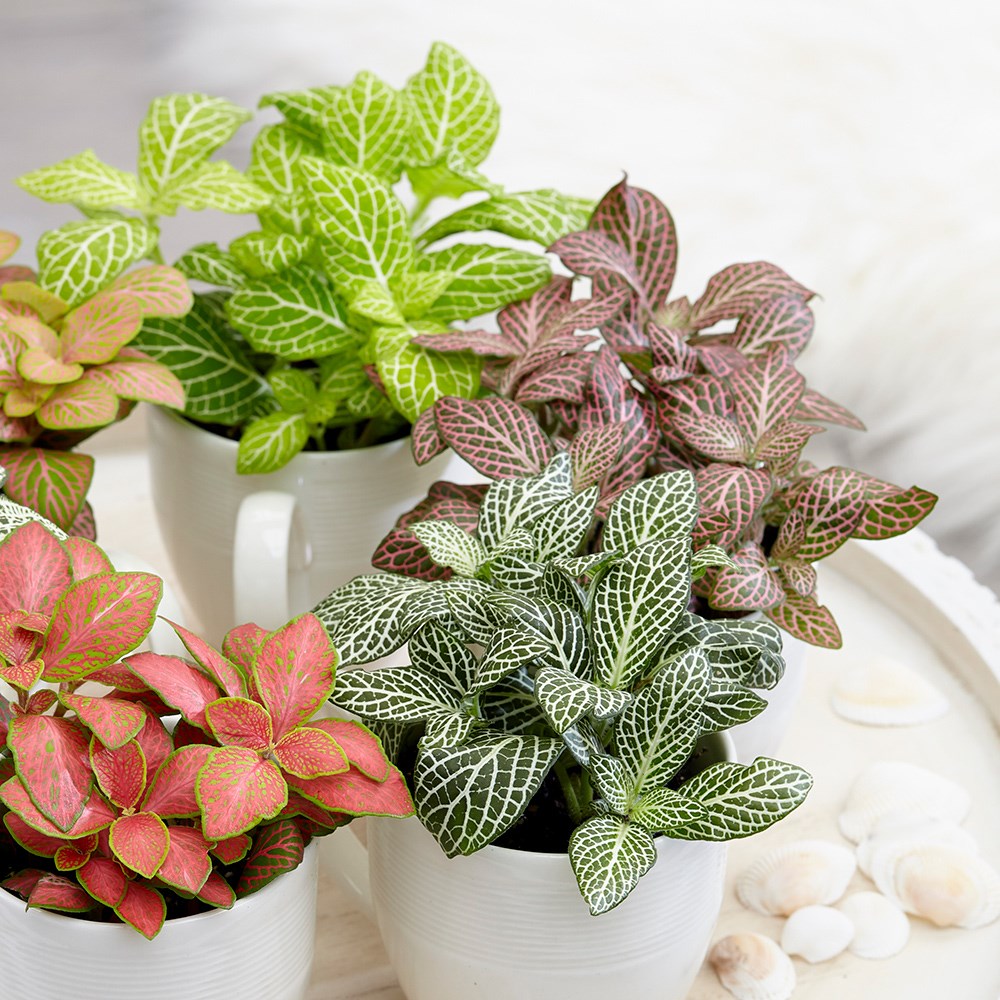 Fittonia Mix | Snakeskin Starter Plants