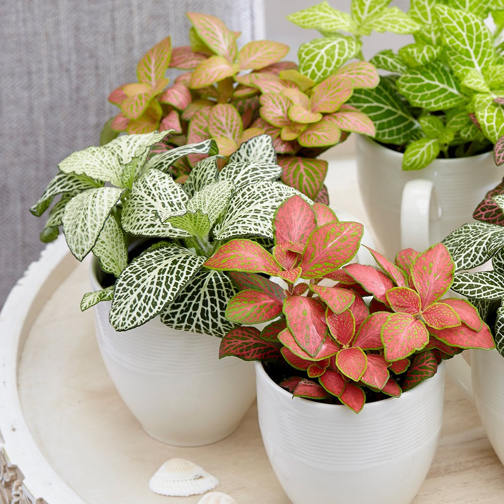 Fittonia Mix | Snakeskin Starter Plants