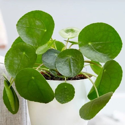 Pilea peperomioides | Chinese Money Plant or Missionary Plant