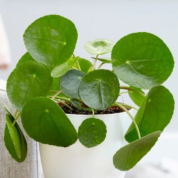 Pilea peperomioides | Chinese Money Plant or Missionary Plant