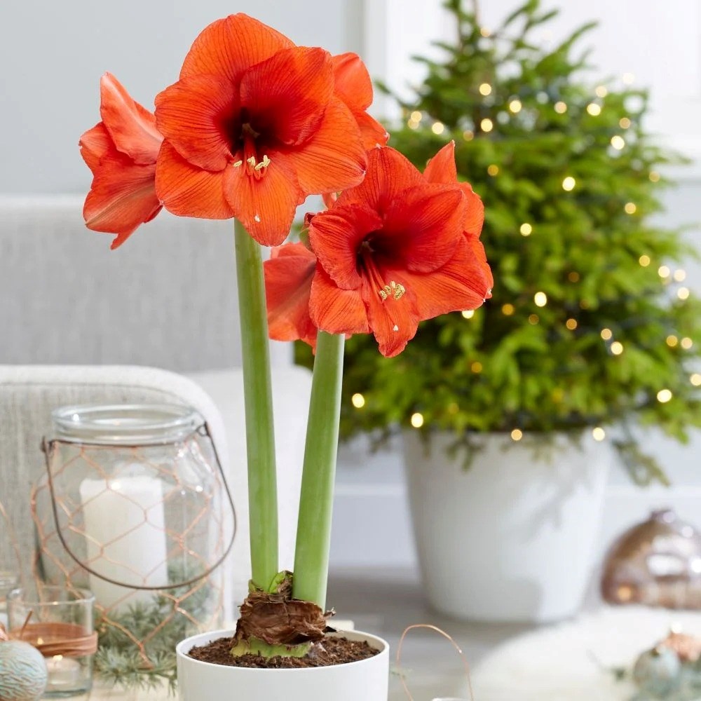 Hippeastrum Royal Red | Red Amaryllis