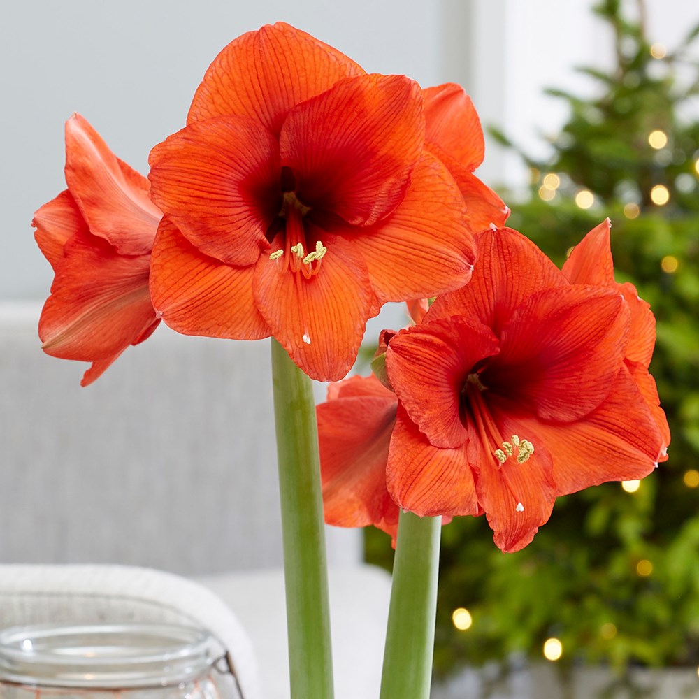 Hippeastrum Royal Red | Red Amaryllis