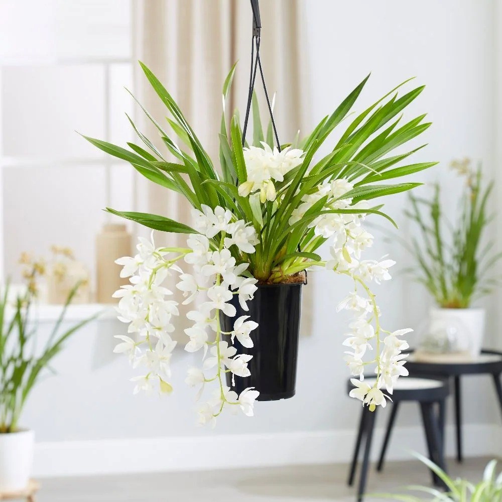 Cymbidium Sarah Jean | Boat Orchid
