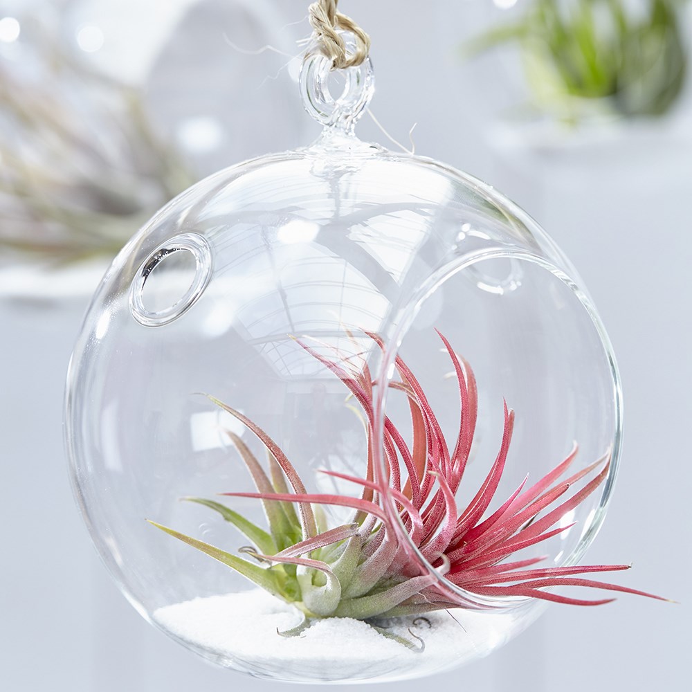 Tillandsia Ionantha | Air Plant