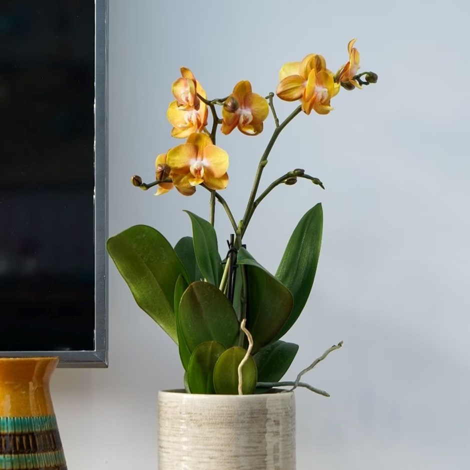 Phalaenopsis Las Vegas | Moth Orchid