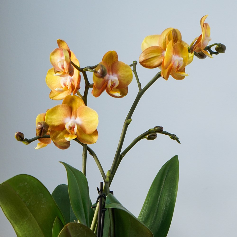 Phalaenopsis Las Vegas | Moth Orchid