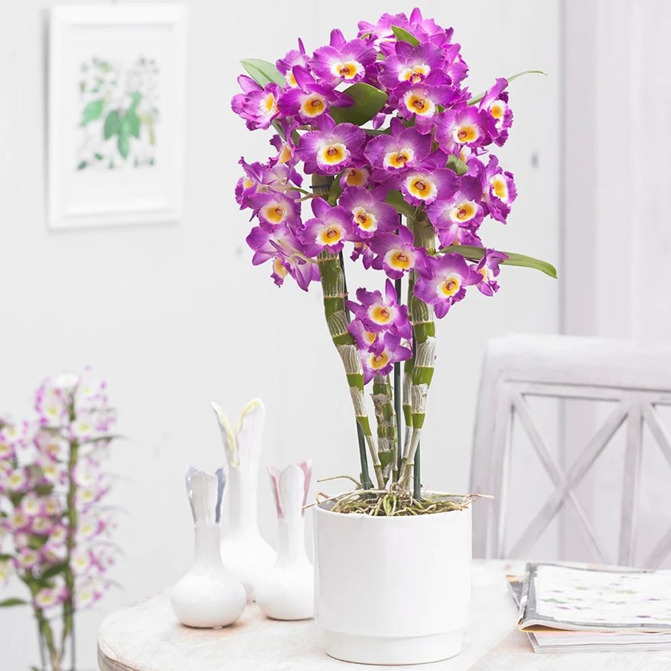 Dendrobium Comet King | Pink Orchid