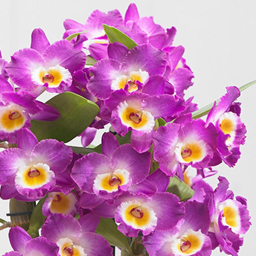 Dendrobium Comet King | Pink Orchid