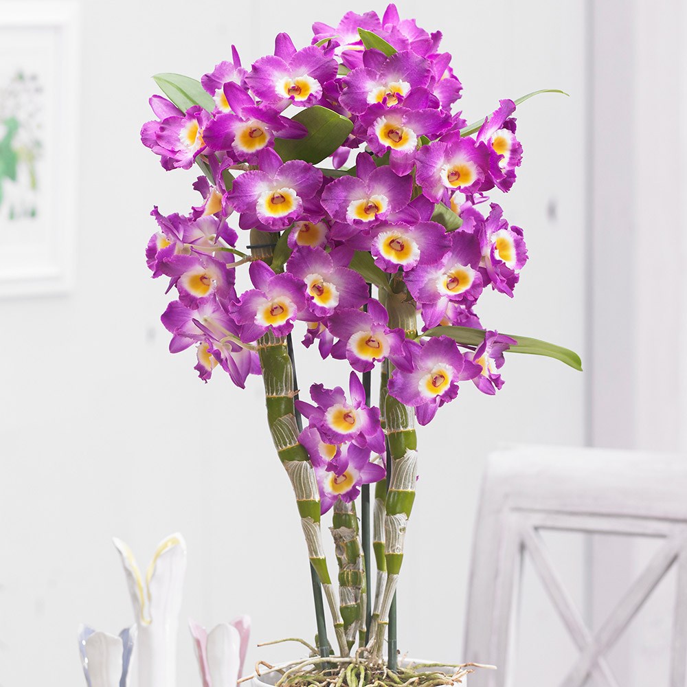 Dendrobium Comet King | Pink Orchid