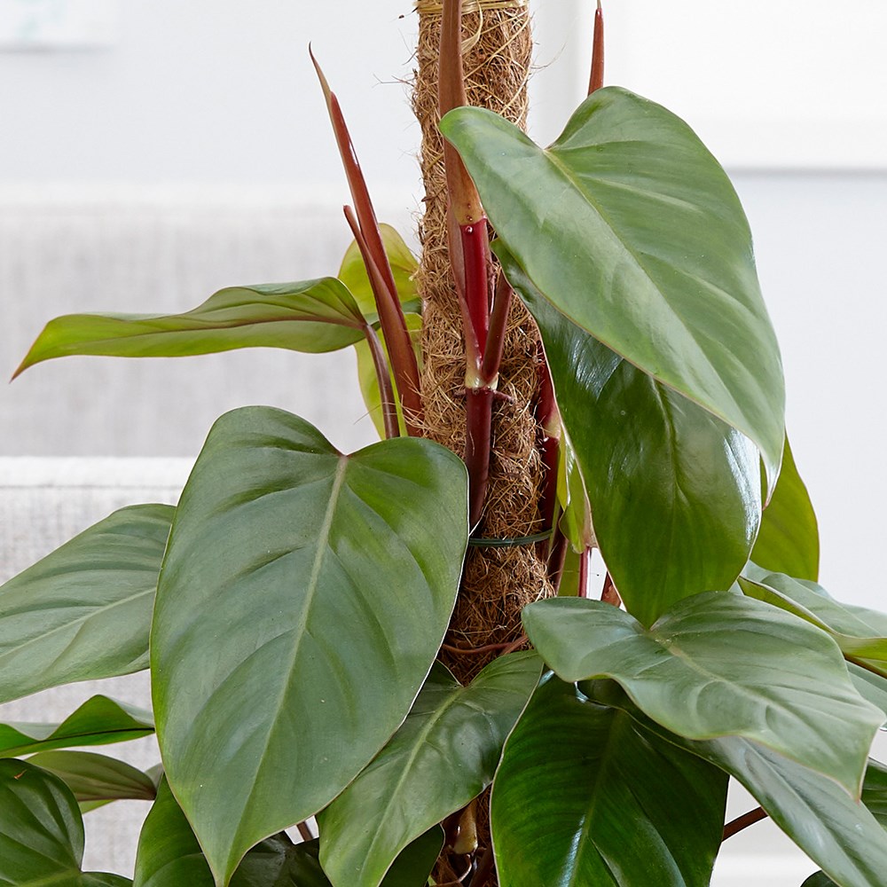 Philodendron Erubescens Red Emerald