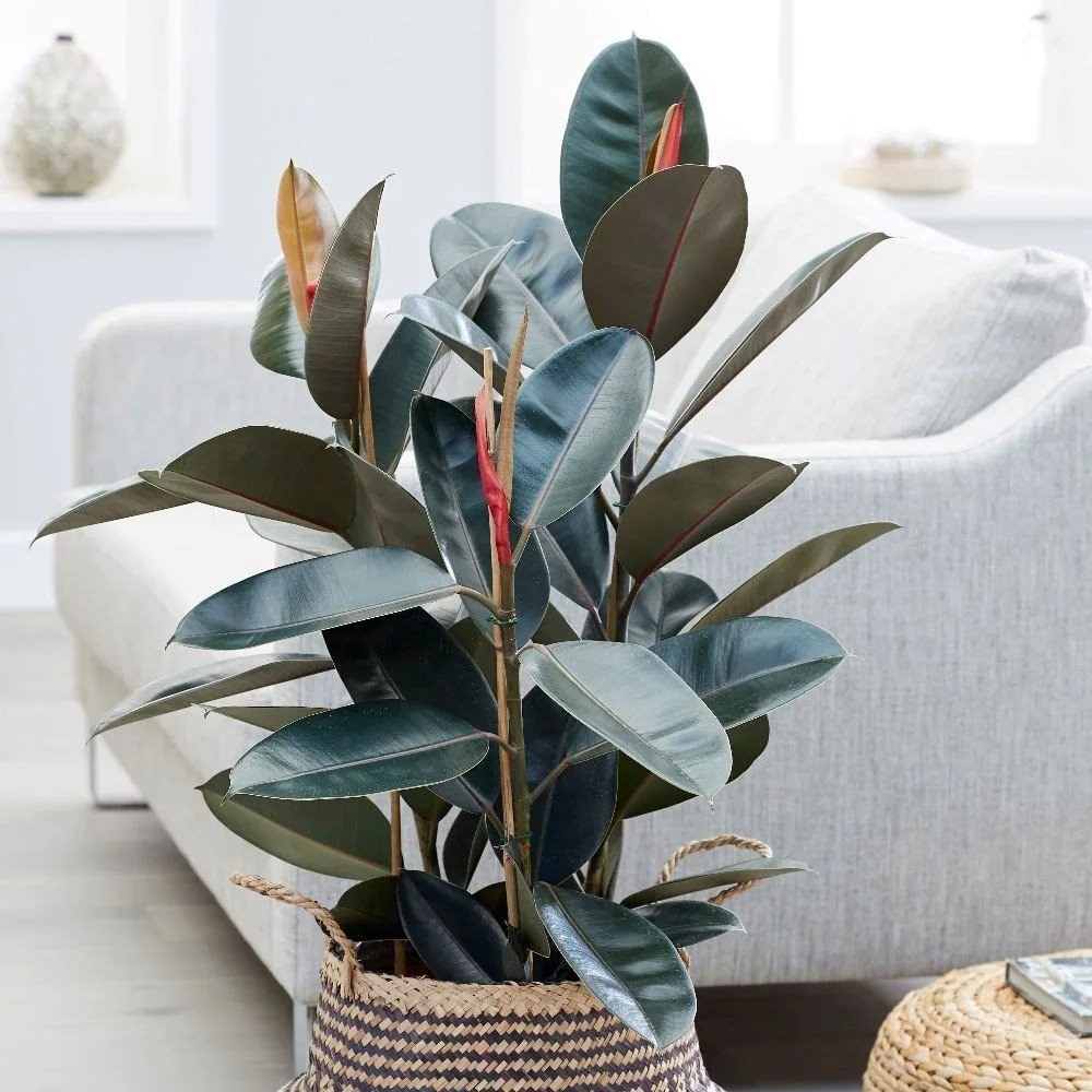 Ficus Elastica Abidjan | Rubber Plant