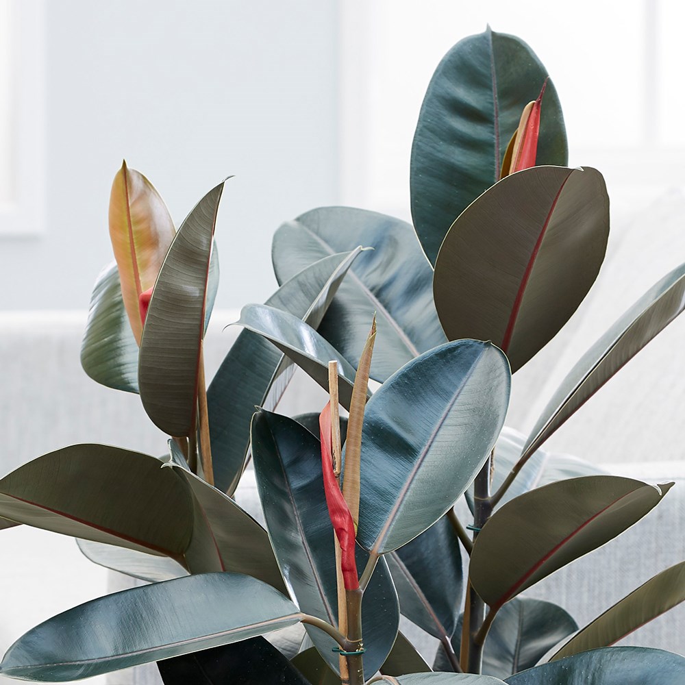 Ficus Elastica Abidjan | Rubber Plant