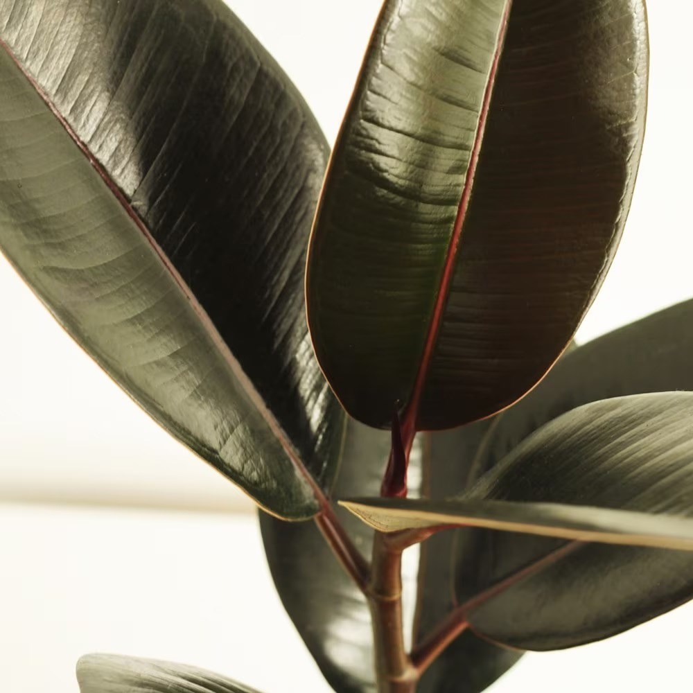 Ficus Elastica Abidjan | Rubber Plant