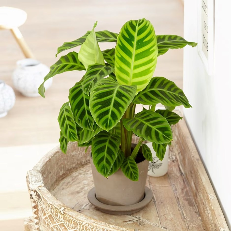 Calathea zebrina | The Zebra Plant (syn. Goeppertia)