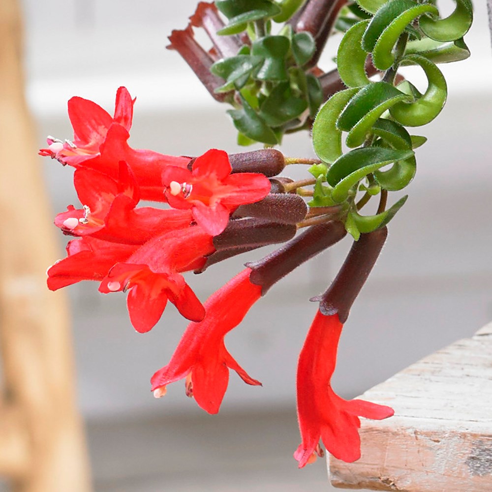 Aeschynanthus Twister | Lipstick Plant