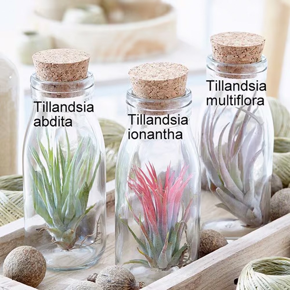 Tillandsia multiflora | Air Plant | Glass Bottle