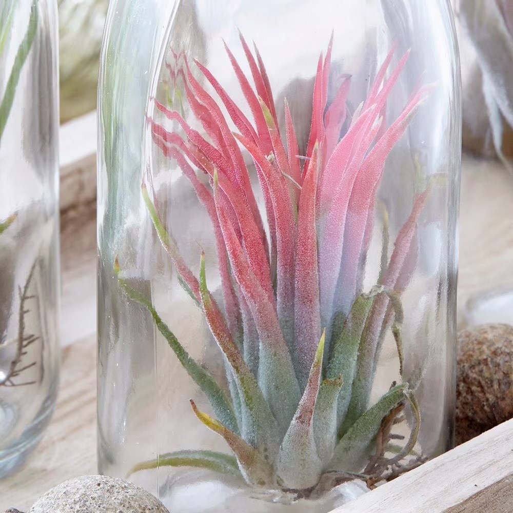 Tillandsia multiflora | Air Plant | Glass Bottle