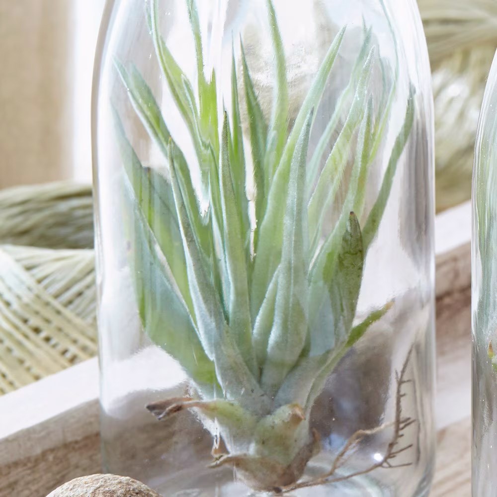 Tillandsia multiflora | Air Plant | Glass Bottle