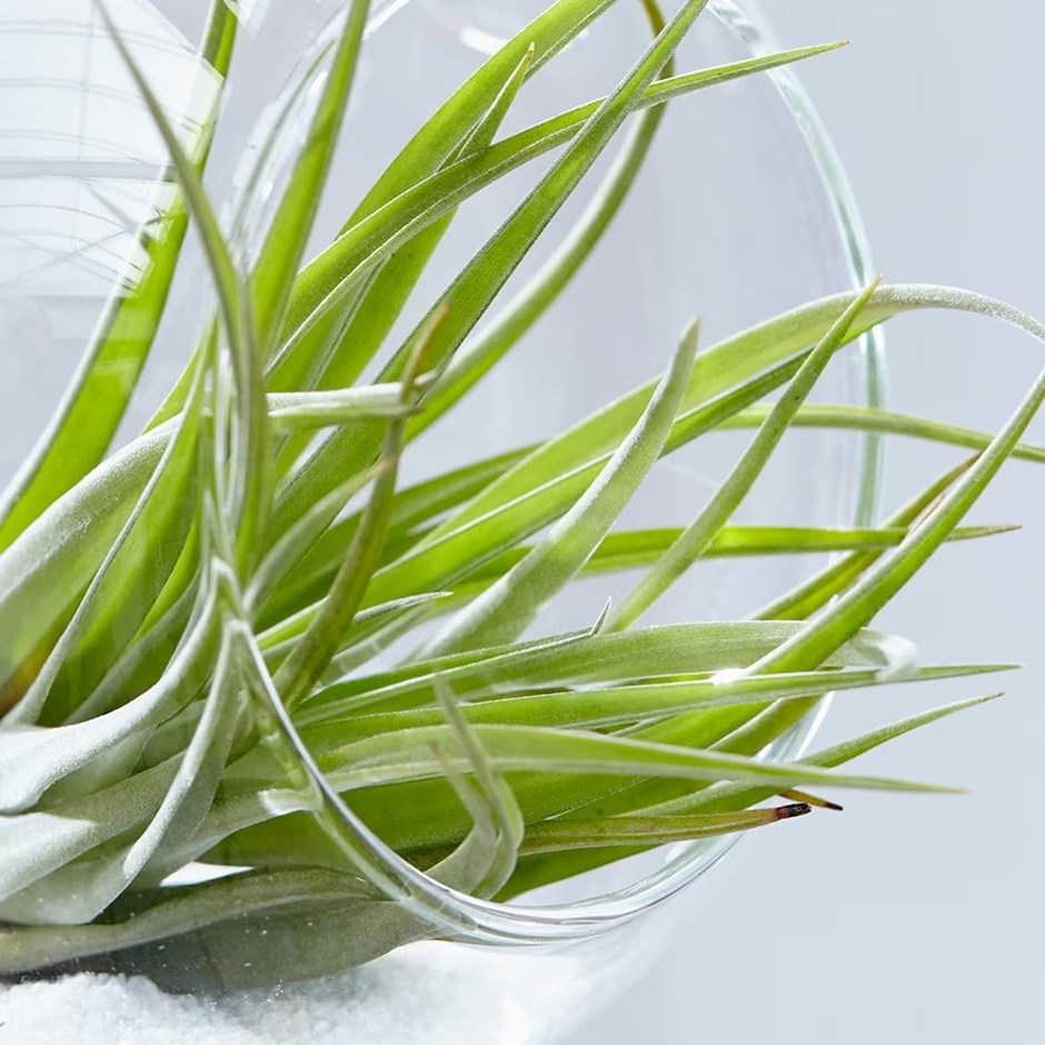 Tillandsia multiflora | Air Plant