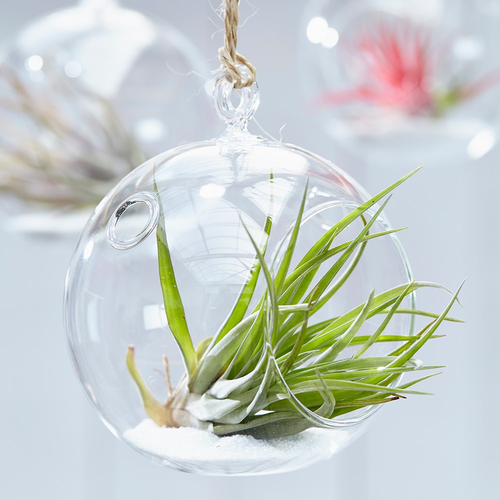 Tillandsia multiflora | Air Plant
