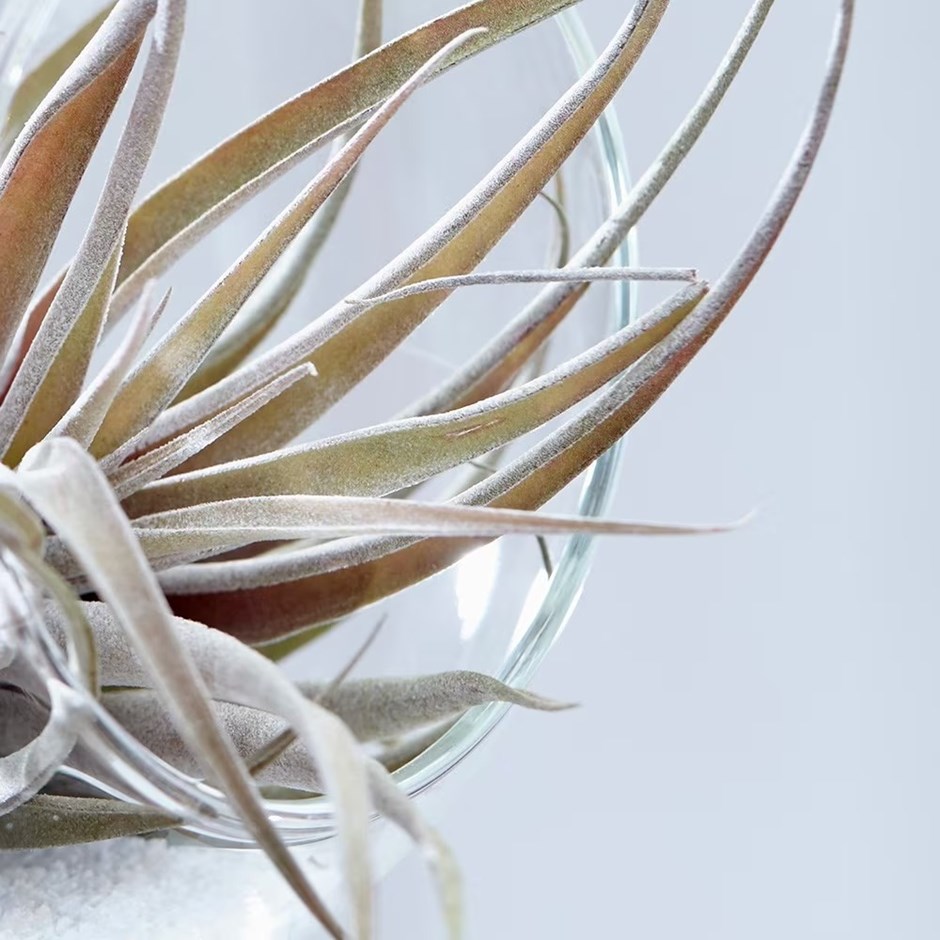 Tillandsia capitata Peach | Air Plant