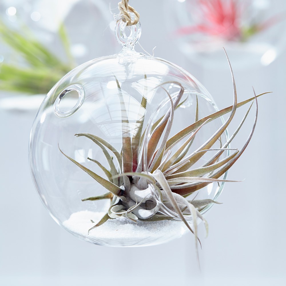 Tillandsia capitata Peach | Air Plant