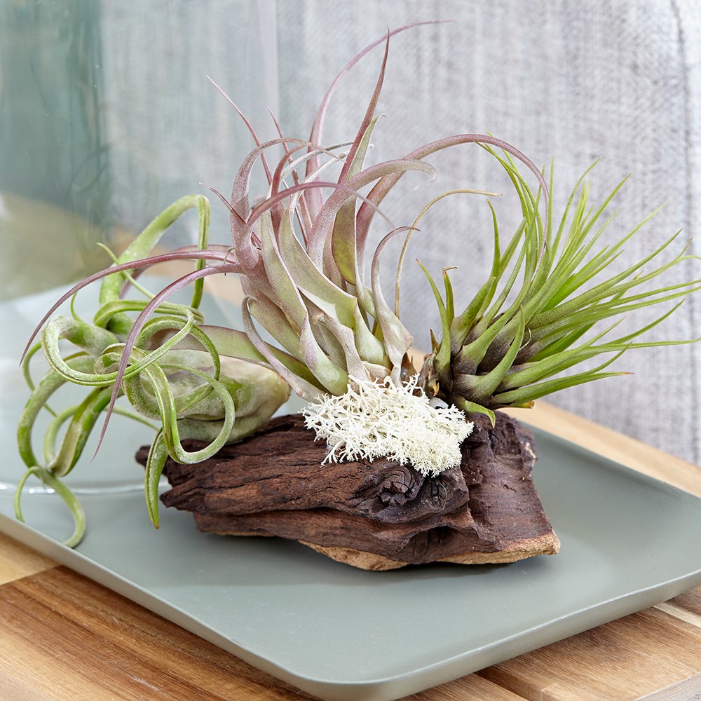 Tillandsia on Bog Wood | Air Plant