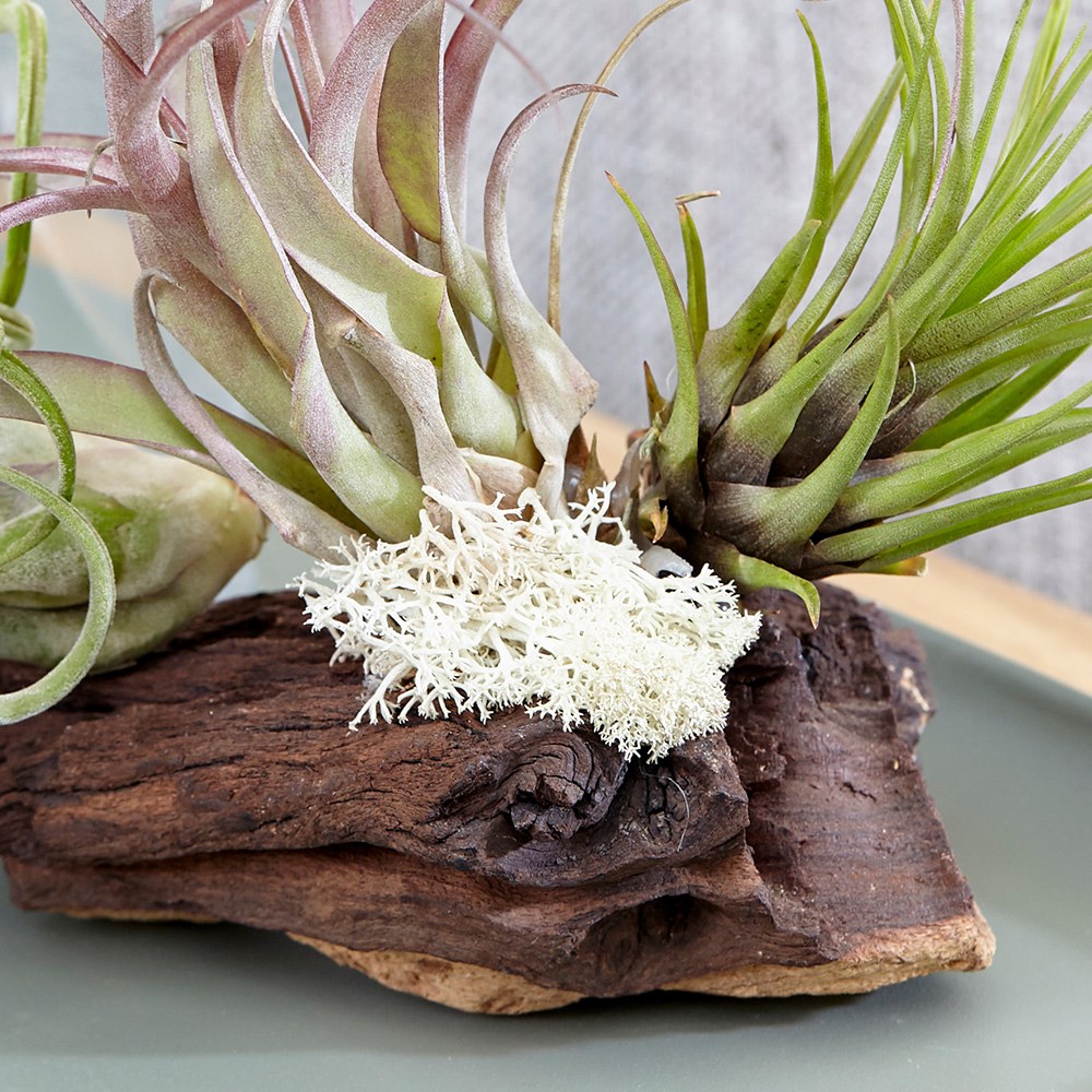 Tillandsia on Bog Wood | Air Plant