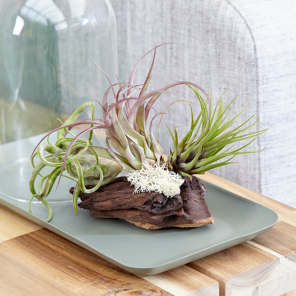 Tillandsia on Bog Wood | Air Plant
