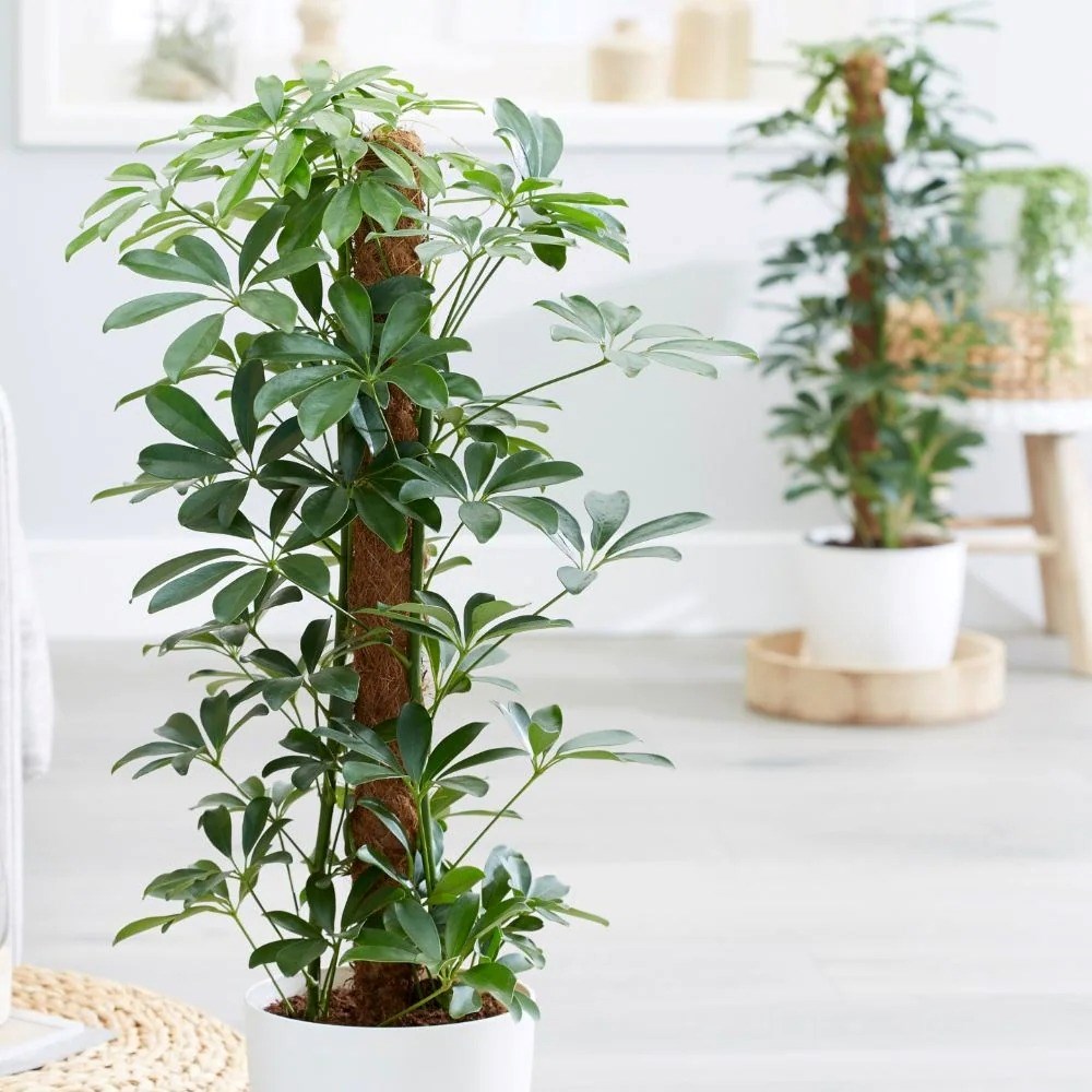 Schefflera Arboricola Nora | Umbrella Tree