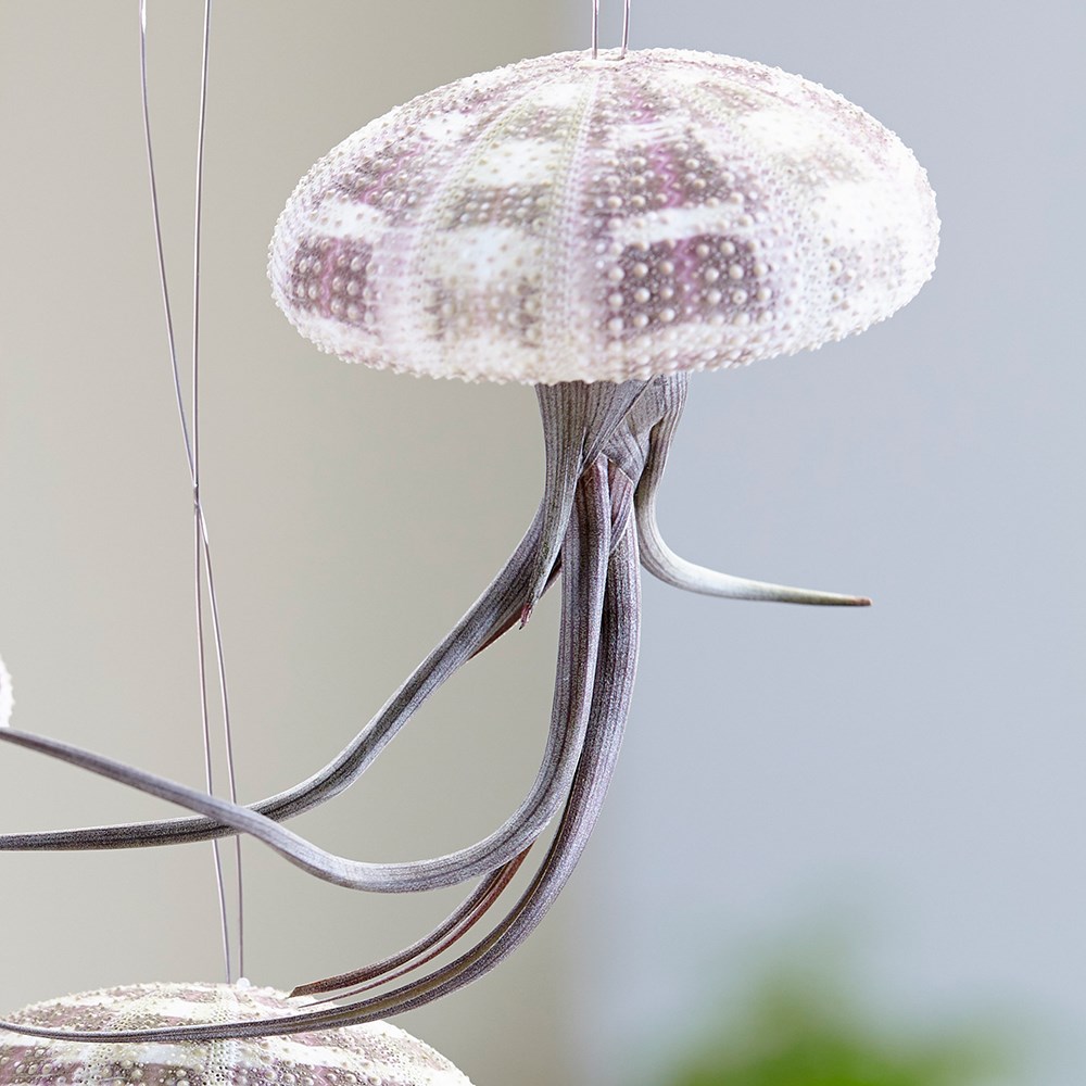 Tillandsia - Hanging Jellyfish | Air Plant