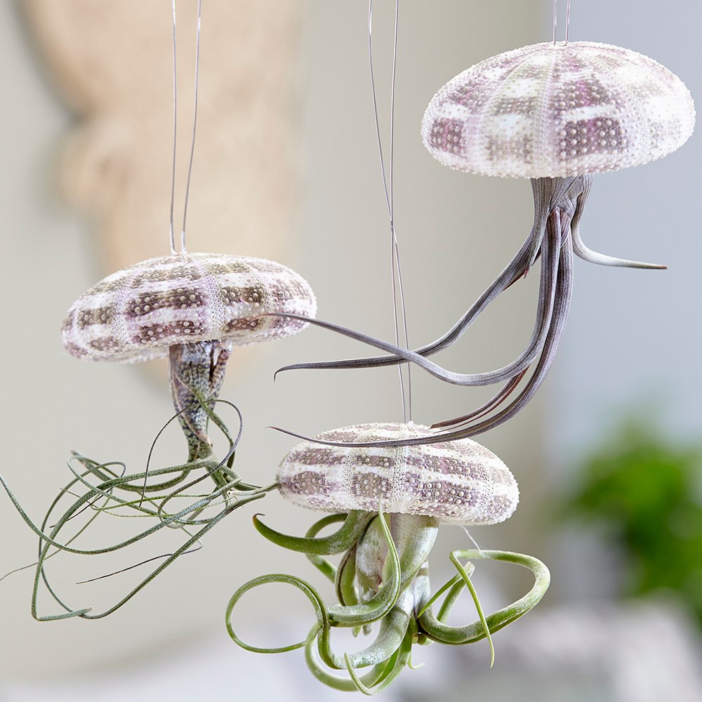 Tillandsia - Hanging Jellyfish | Air Plant