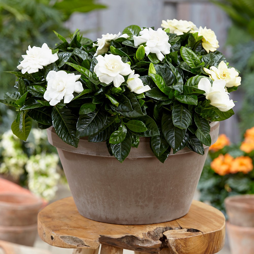 Gardenia Jasminoides