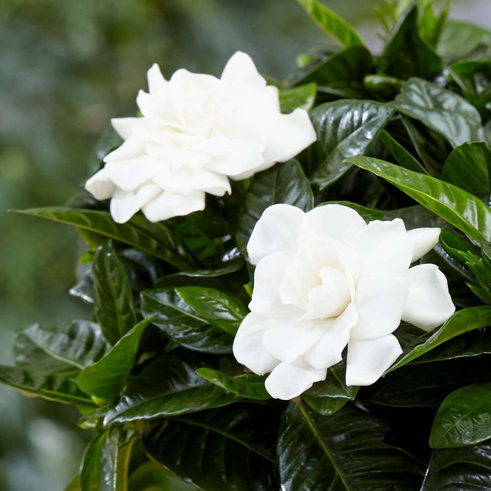 Gardenia Jasminoides