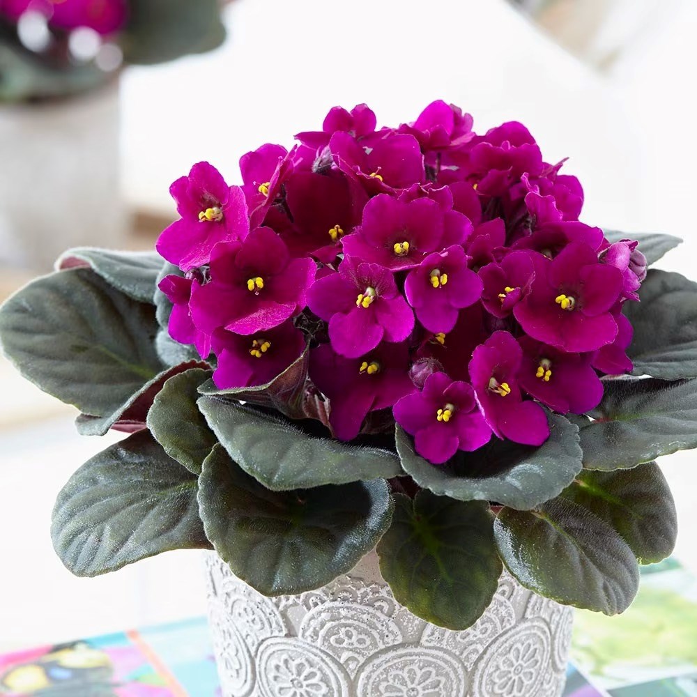 Saintpaulia Red | African Violet